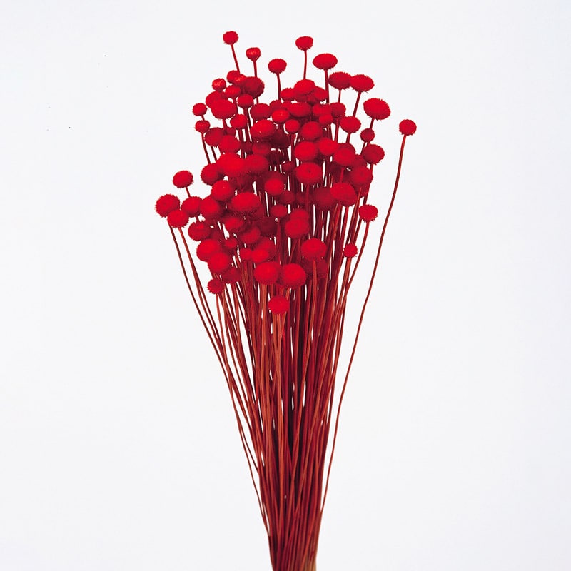 大地農園 カラードライフラワー アマレリーフラワー 30180-301 レッド 1束(ご注文単位1束)【直送品】