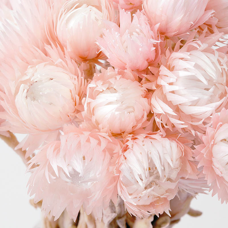 大地農園 カラードライフラワー シルバーデージー 32000-110 ツートンピンク 1束(ご注文単位1束)【直送品】