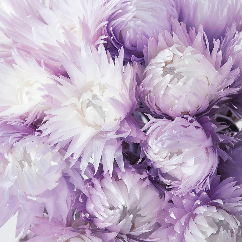 新品 モーヴピンク ダムール ハート 鍋 紫系 ロンド フルール フラワー 新品】ルクルーゼ ココット ダムール モーヴピンク ル・クルーゼ