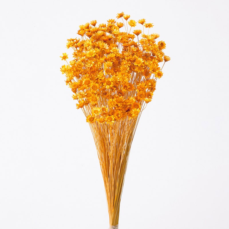 大地農園 カラードライフラワー スターフラワー ブロッサム 30191-351 オレンジ 1束(ご注文単位1束)【直送品】