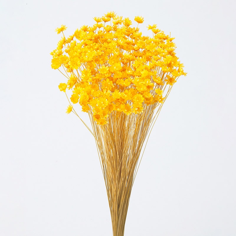 大地農園 カラードライフラワー スターフラワー ブロッサム 30191-521 イエロー 1束(ご注文単位1束)【直送品】