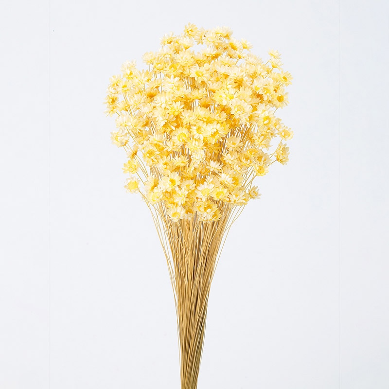 大地農園 カラードライフラワー スターフラワー ブロッサム 30191-501 モーニングイエロー 1束(ご注文単位1束)【直送品】