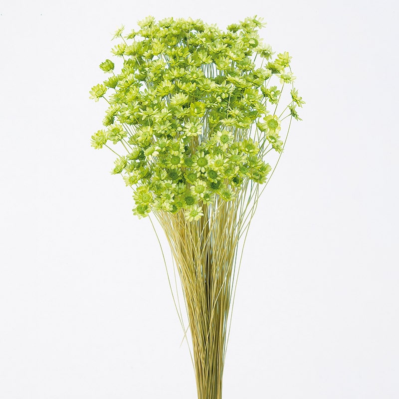 大地農園 カラードライフラワー スターフラワー ブロッサム 30191-721 アップルグリーン 1束(ご注文単位1束)【直送品】