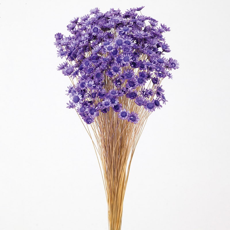 大地農園 カラードライフラワー スターフラワー ブロッサム 30191-411 ライトパープル 1束(ご注文単位1束)【直送品】