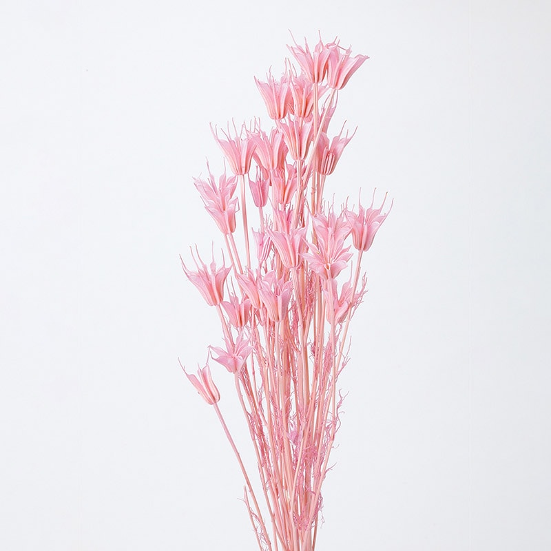 大地農園 カラードライフラワー ニゲラオリエンタリス 10380-181 プリンセスピンク 1束(ご注文単位1束)【直送品】