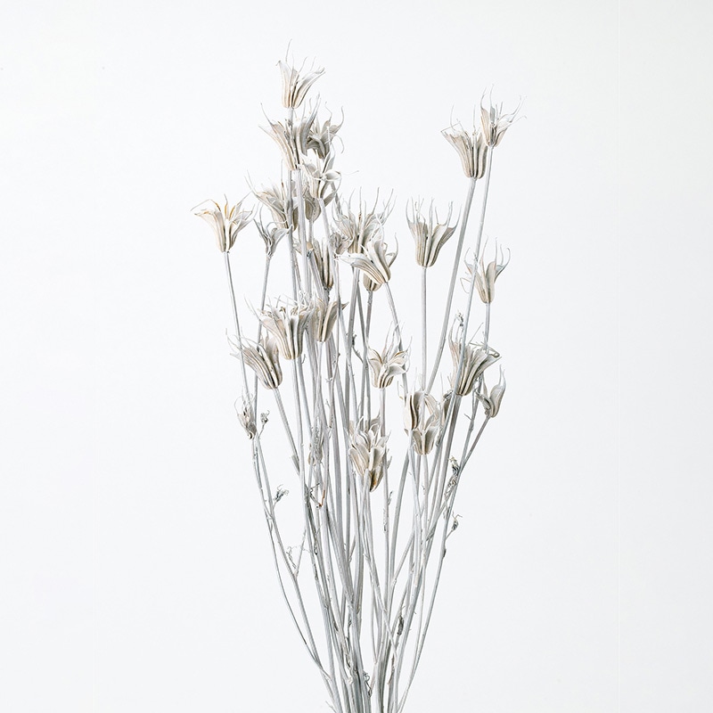 大地農園 ナチュラルドライフラワー ニゲラオリエンタリス 10380-012 ウォッシュホワイト 1束(ご注文単位1束)【直送品】