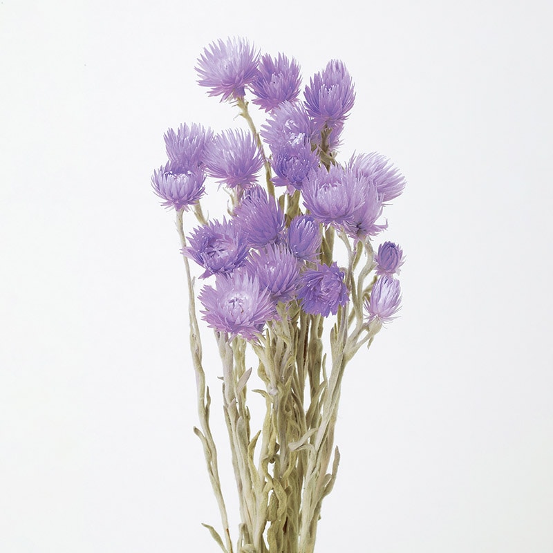 大地農園 カラードライフラワー ミニシルバーデージー 32001-410 ライトパープル 1束(ご注文単位1束)【直送品】