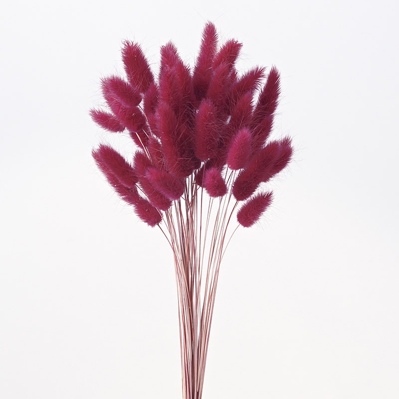大地農園 カラードライフラワー ラグラス 42050-470 ワインレッド 1束(ご注文単位1束)【直送品】