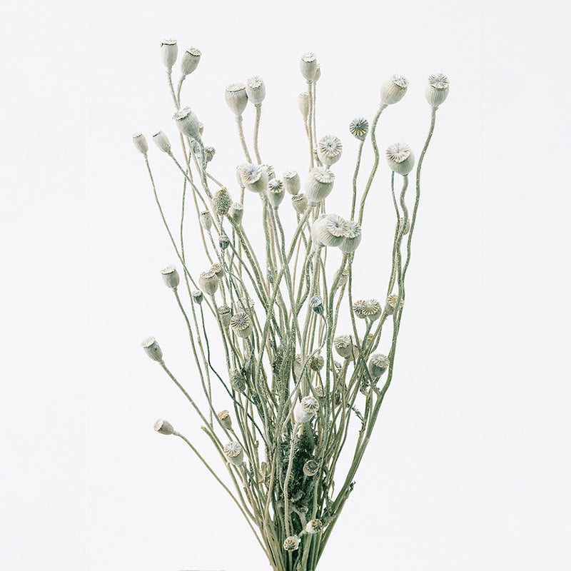 大地農園 ナチュラルドライフラワー シャーリーポピー 10600-012 ウォッシュホワイト 1束(ご注文単位1束)【直送品】