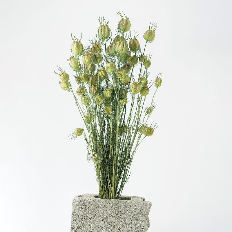 大地農園 ナチュラルドライフラワー フーセンポピー 10060-731 フレッシュグリーン 1個(ご注文単位1個)【直送品】