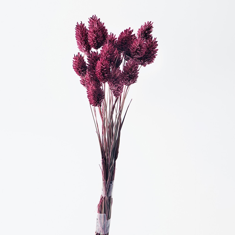 大地農園 カラードライフラワー ポアプランツ 42020-230 クラシックローズ 1束(ご注文単位1束)【直送品】