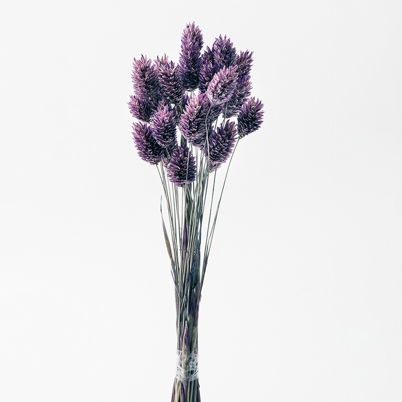 大地農園 カラードライフラワー ポアプランツ 42020-430 クラシックパープル 1束(ご注文単位1束)【直送品】