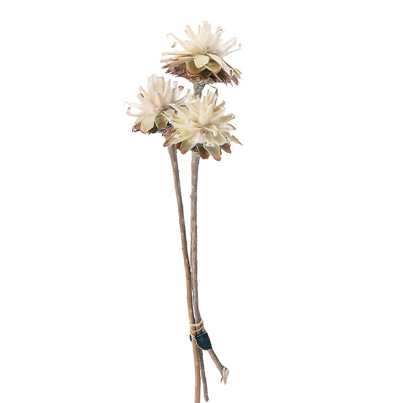 大地農園 ワイルドフラワー スターコーンステム付 24412-000 1束(ご注文単位1束)【直送品】