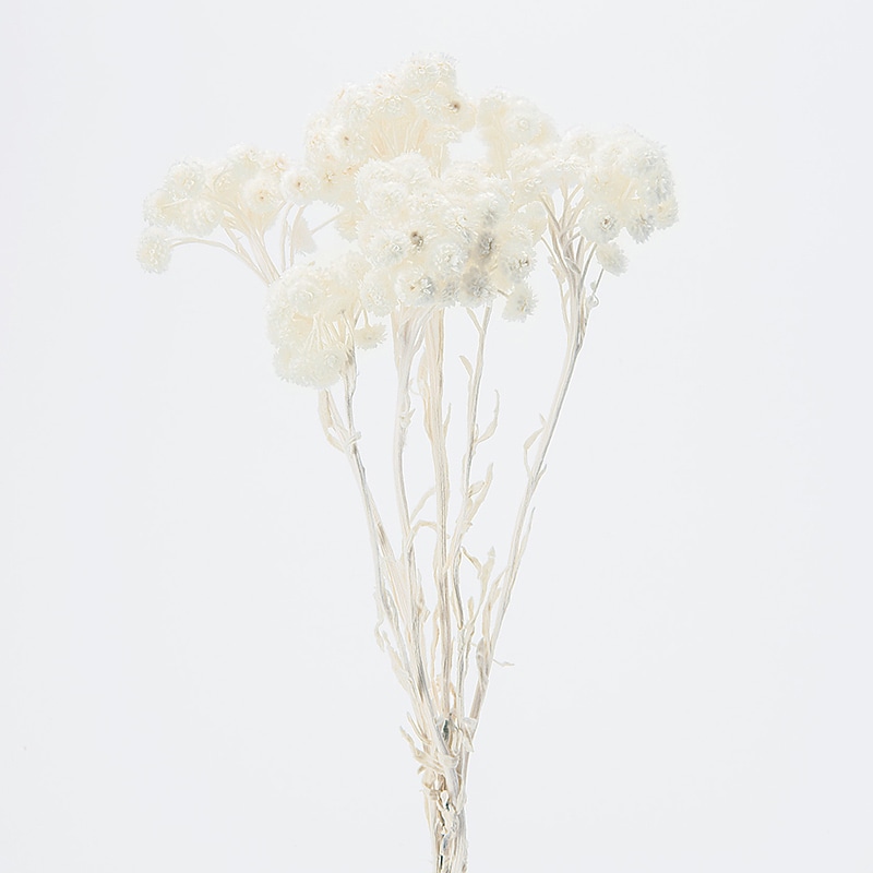 大地農園 カラードライフラワー イモーテル 32052-010　白 1束（ご注文単位1束）【直送品】