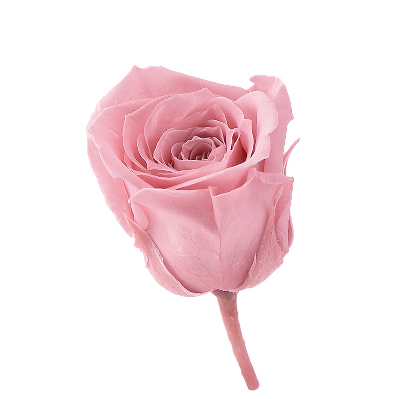 大地農園 ビビアン 3色×16輪 箱あり 大地農園 ビビアン 3色×