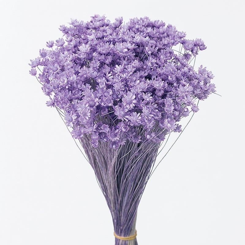 大地農園 カラードライフラワー スターフラワー ミニ 30194-411