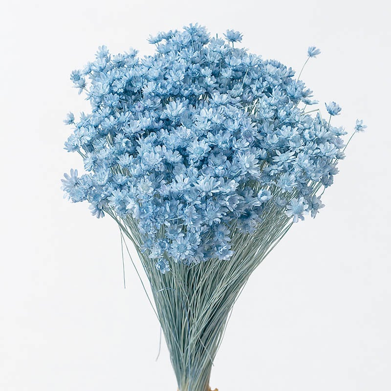 大地農園 カラードライフラワー スターフラワー ミニ 30194-621 ベビーブルー 1束(ご注文単位1束)【直送品】