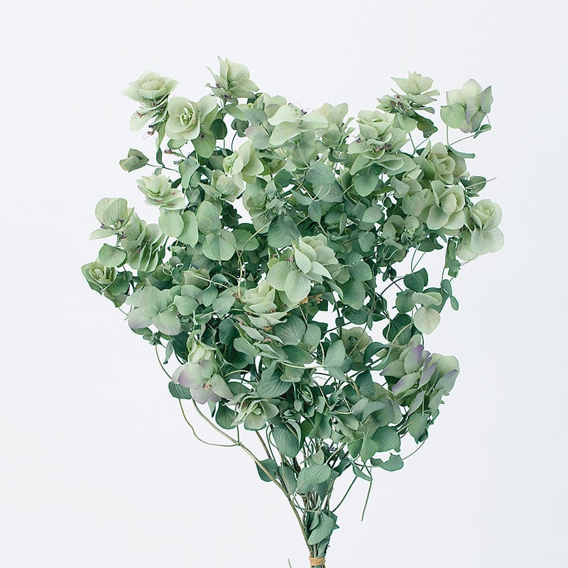 大地農園 ナチュラルドライフラワー オレガノ ケントビューティー 14040-000 1束(ご注文単位1束)【直送品】