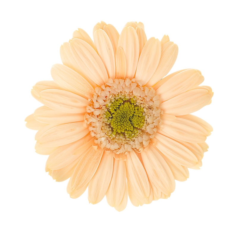 flowerさま専用 Amazon｜【仏花倶楽部®】のプリザーブドフラワー仏花