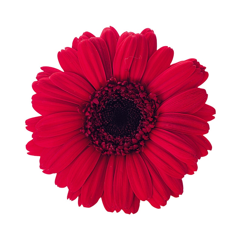 大地農園 プリザーブドフラワー ガーベラ 03170-305 レッド 1箱