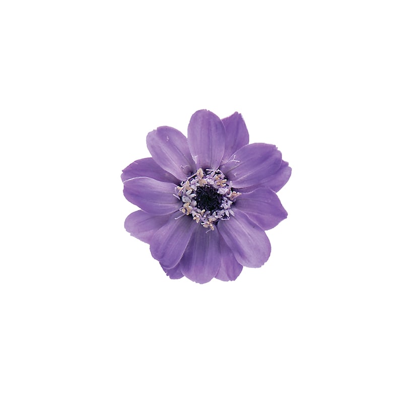 専用様  専用 Fleuri(フルリ) 大地農園 プリザーブドフラワー ジニア 小 03461-351 フルーティ