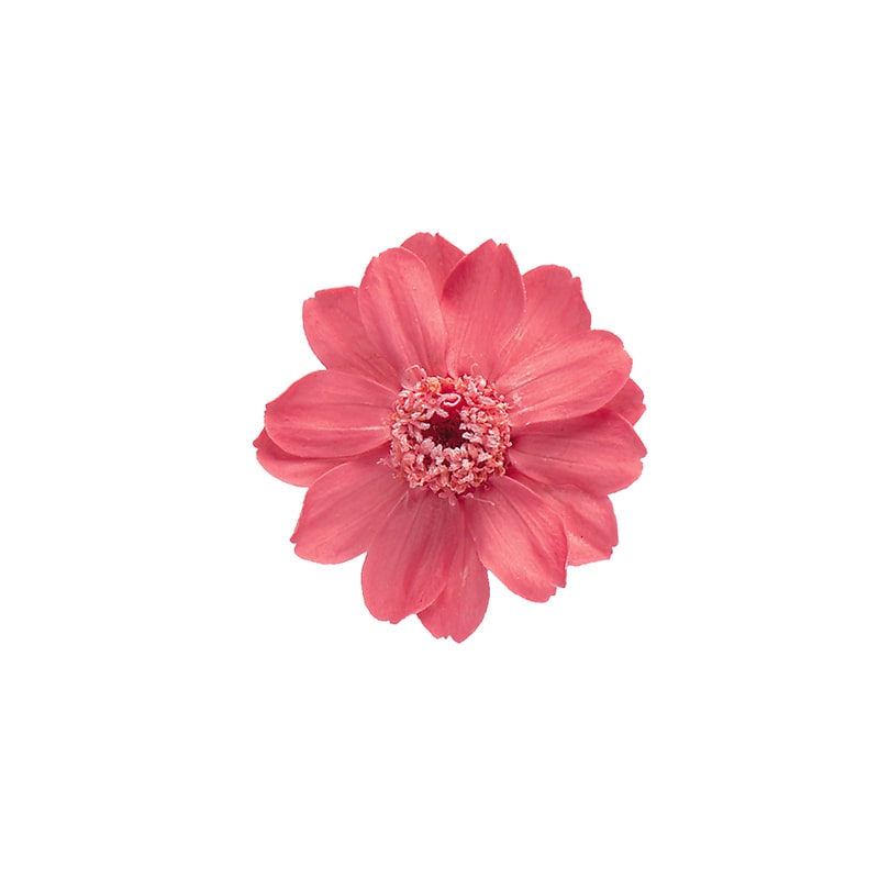 専用様  専用 Fleuri(フルリ) 大地農園 プリザーブドフラワー ジニア 小 03461-351 フルーティ