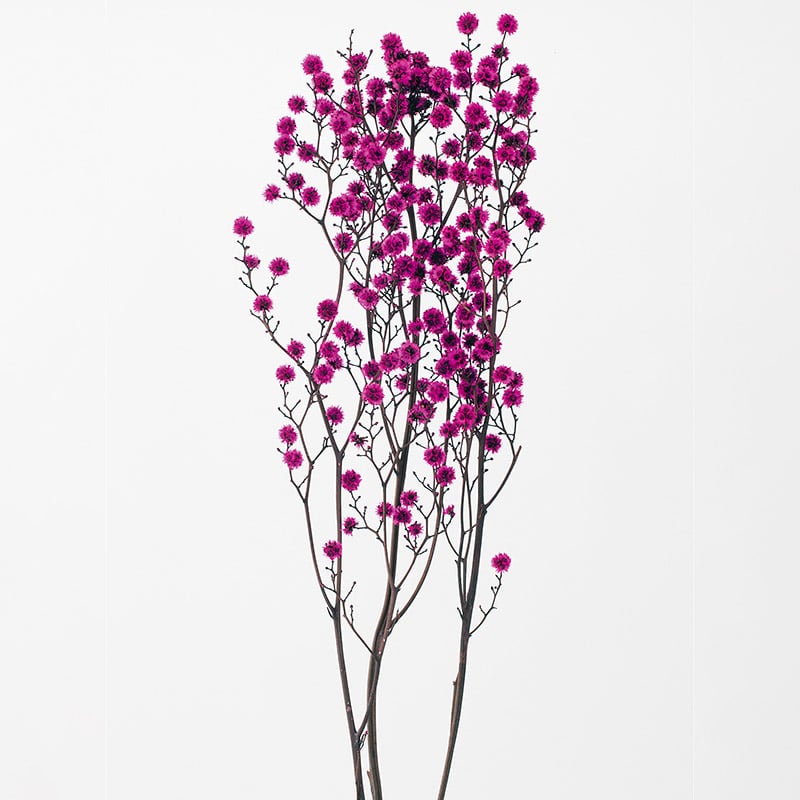 大地農園 カラードライフラワー スターリンジャー 40400-220 ストロベリー 1束(ご注文単位1束)【直送品】