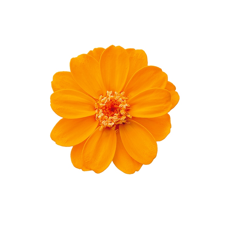 専用様  専用 Fleuri(フルリ) サファイア ダイヤモンドフラワーモチーフリング SA 1.67ct D