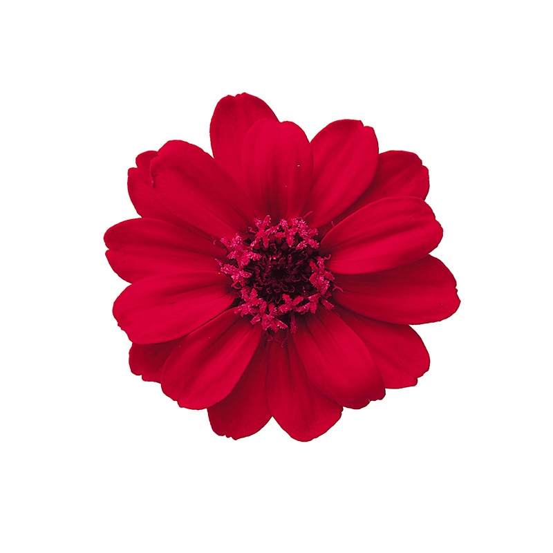 専用様  専用 Fleuri(フルリ) 大地農園 プリザーブドフラワー ジニア 小 03461-351 フルーティ