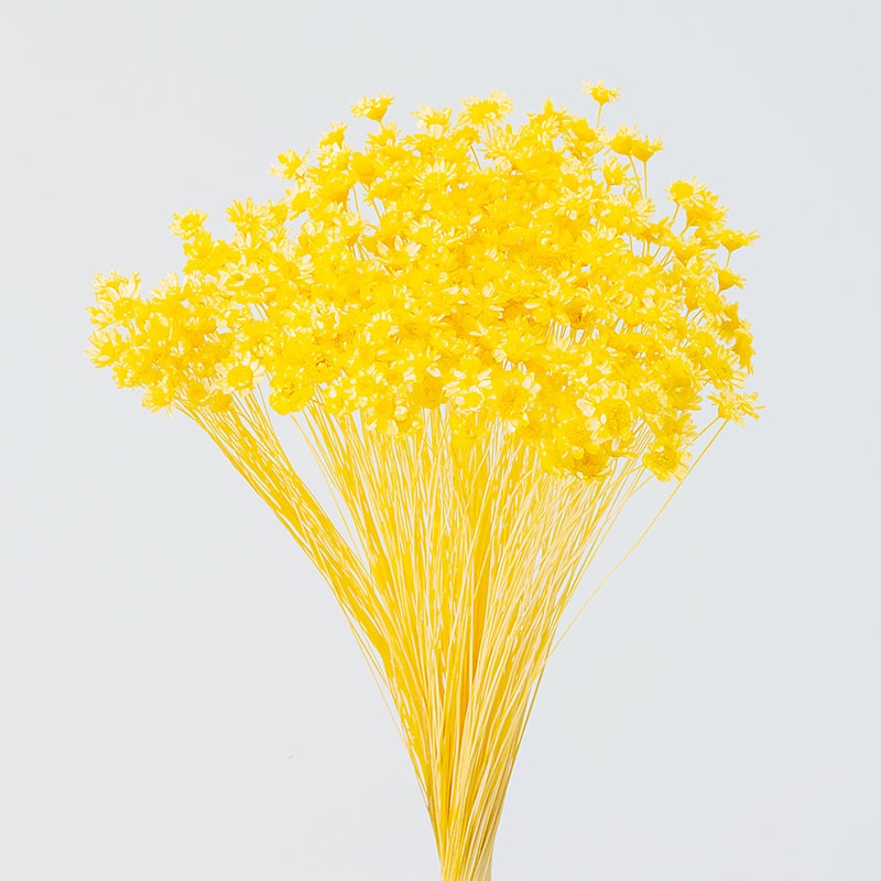 大地農園 カラードライフラワー スターフラワー ミニ 30194-521 イエロー 1束(ご注文単位1束)【直送品】
