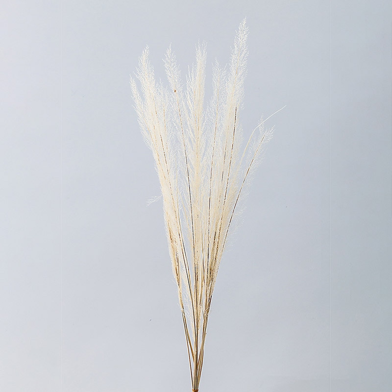 大地農園 ポプリ ピーコックグラス 03500-011 オフホワイト 1束(ご注文単位1束)【直送品】