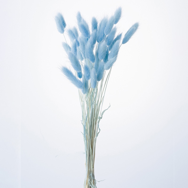 大地農園 カラードライフラワー ラグラス 42050-411 ラベンダー 1束(ご注文単位1束)【直送品】