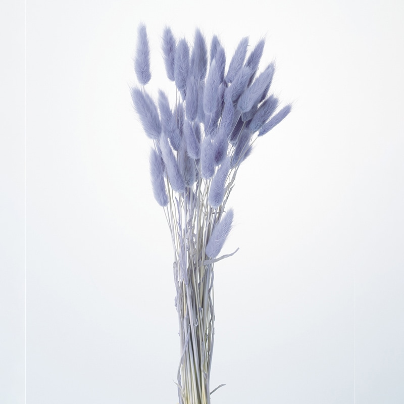 大地農園 カラードライフラワー ラグラス 42050-451 エンジェルパープル 1束(ご注文単位1束)【直送品】