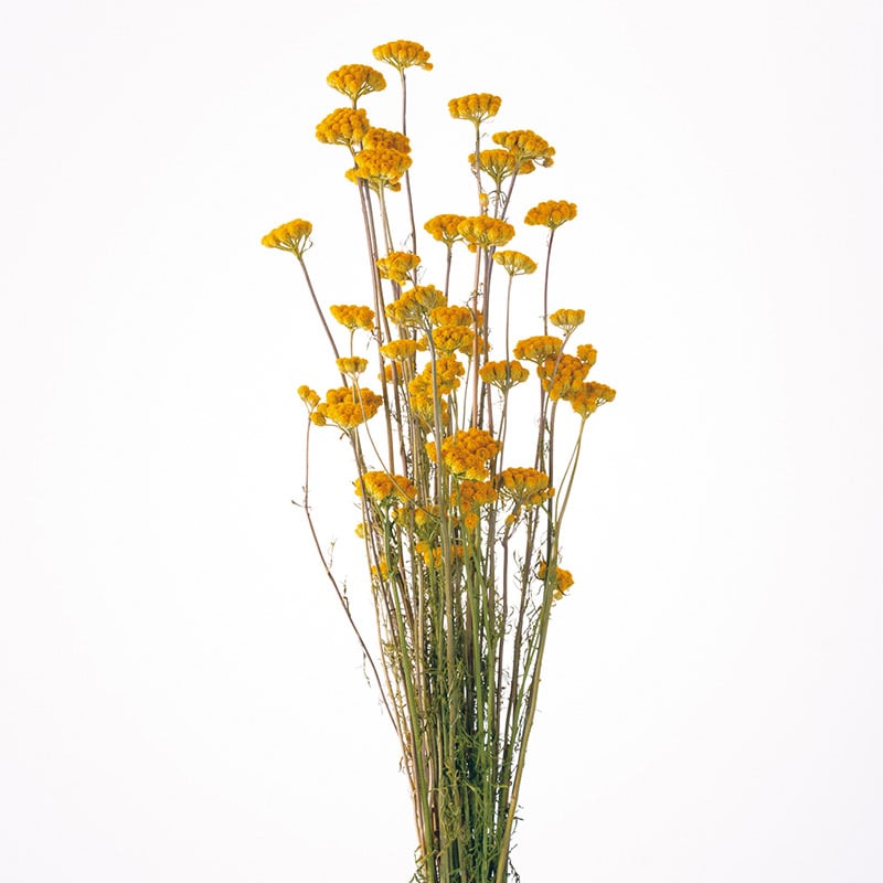 大地農園 ナチュラルドライフラワー ローナス 10310-000 1束(ご注文単位1束)【直送品】