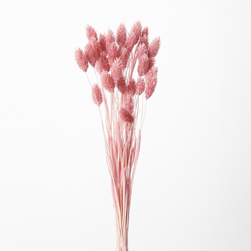 大地農園 カラードライフラワー ポアプランツ 42020-191 クラウドピンク 1束(ご注文単位1束)【直送品】