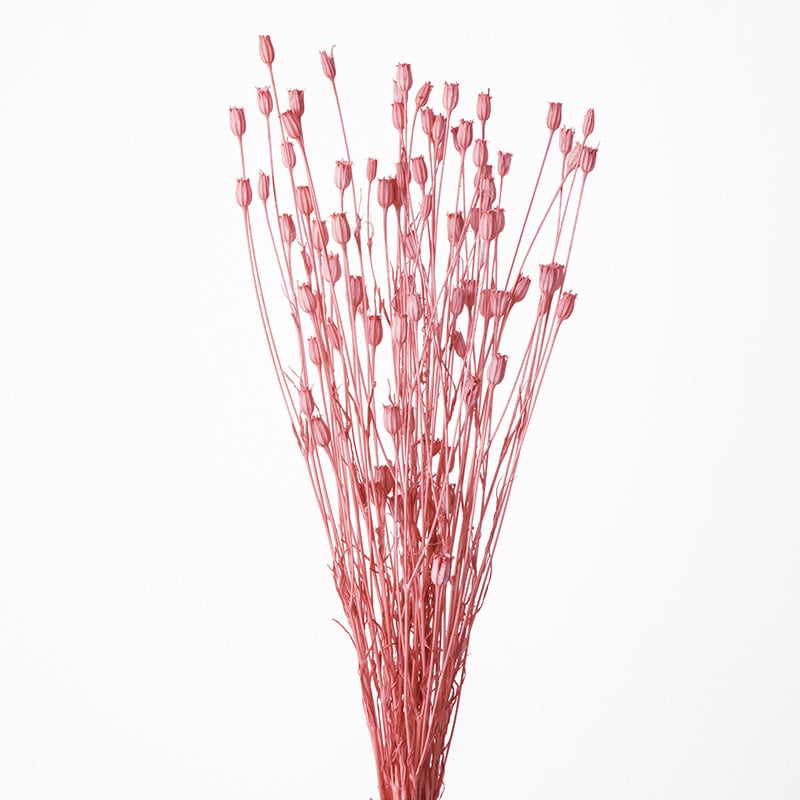 大地農園 カラードライフラワー フローレンティナ 50510-191　クラウドピンク 1束（ご注文単位1束）【直送品】