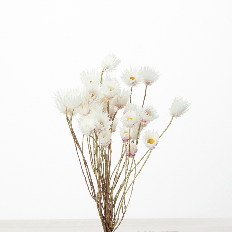 大地農園 カラードライフラワー シャイニーホワイト 30240-000 1束(ご注文単位1束)【直送品】