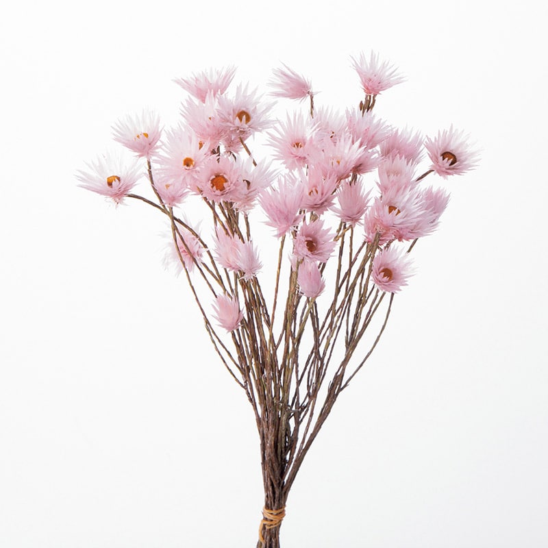 大地農園 カラードライフラワー シャイニーホワイト 30240-100 ピンク 1束(ご注文単位1束)【直送品】