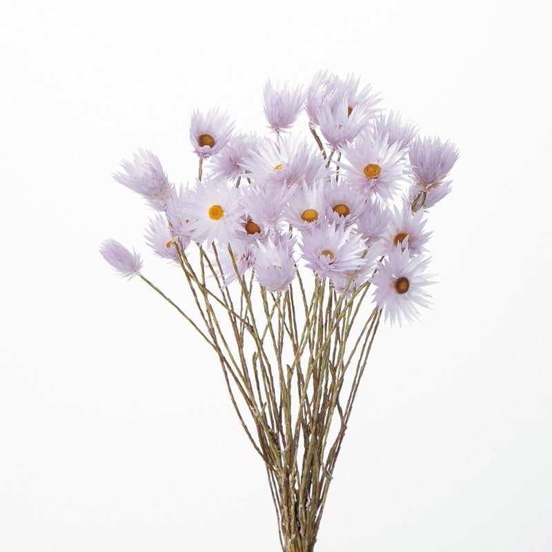 大地農園 カラードライフラワー シャイニーホワイト 30240-400 パープル 1束(ご注文単位1束)【直送品】