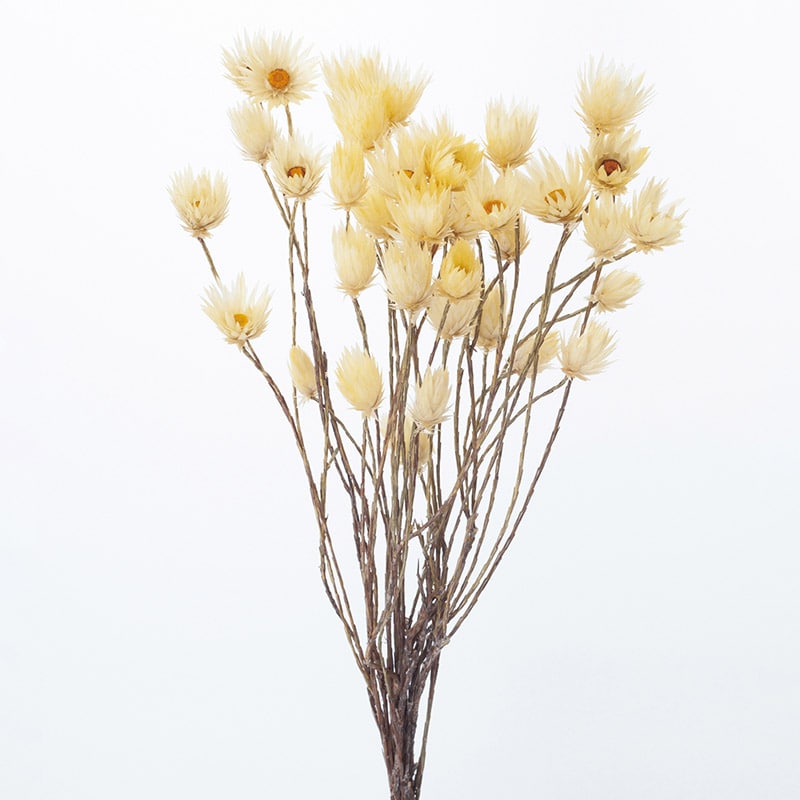 大地農園 カラードライフラワー シャイニーホワイト 30240-510 クリーム 1束(ご注文単位1束)【直送品】