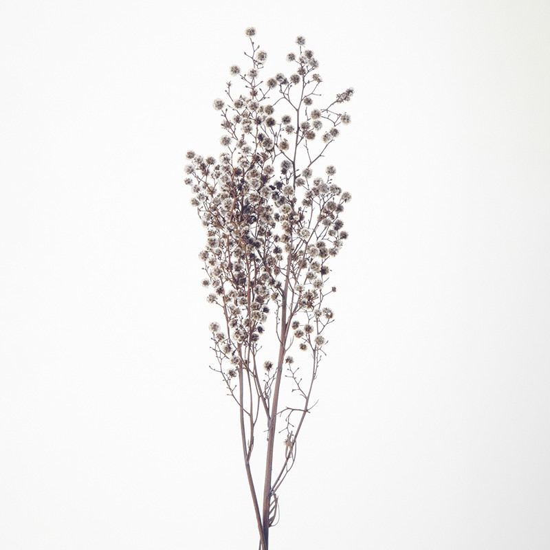 大地農園 カラードライフラワー スターリンジャー 40400-000 1束(ご注文単位1束)【直送品】