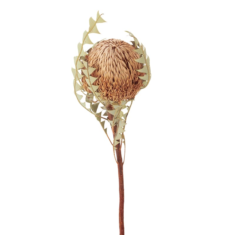 大地農園 ワイルドフラワー バンクシャ バックステリー 40390-000 1束(ご注文単位1束)【直送品】