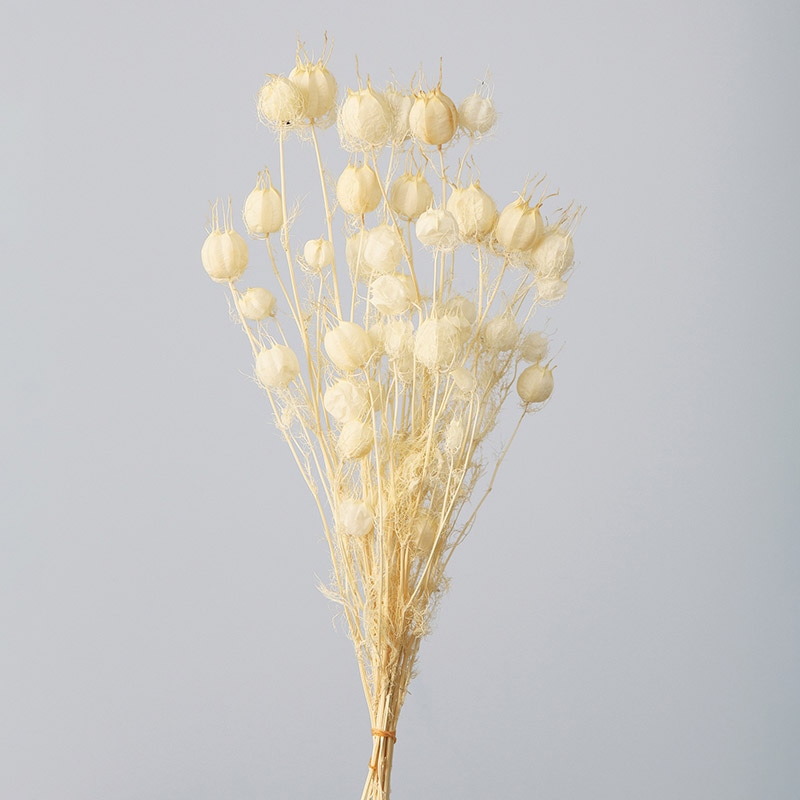 大地農園 ナチュラルドライフラワー フーセンポピー 10060-011 オフホワイト 1束(ご注文単位1束)【直送品】
