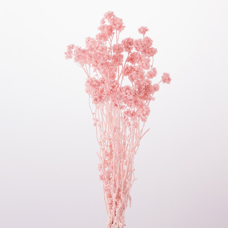 大地農園 カラードライフラワー クリスパム 30140-161 シルキーピンク 1束(ご注文単位1束)【直送品】