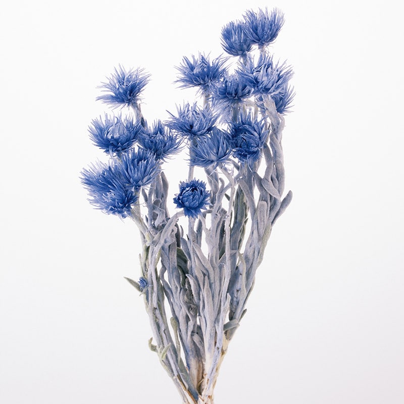 大地農園 カラードライフラワー ミニシルバーデージー 32001-680 コバルトブルー 1束(ご注文単位1束)【直送品】