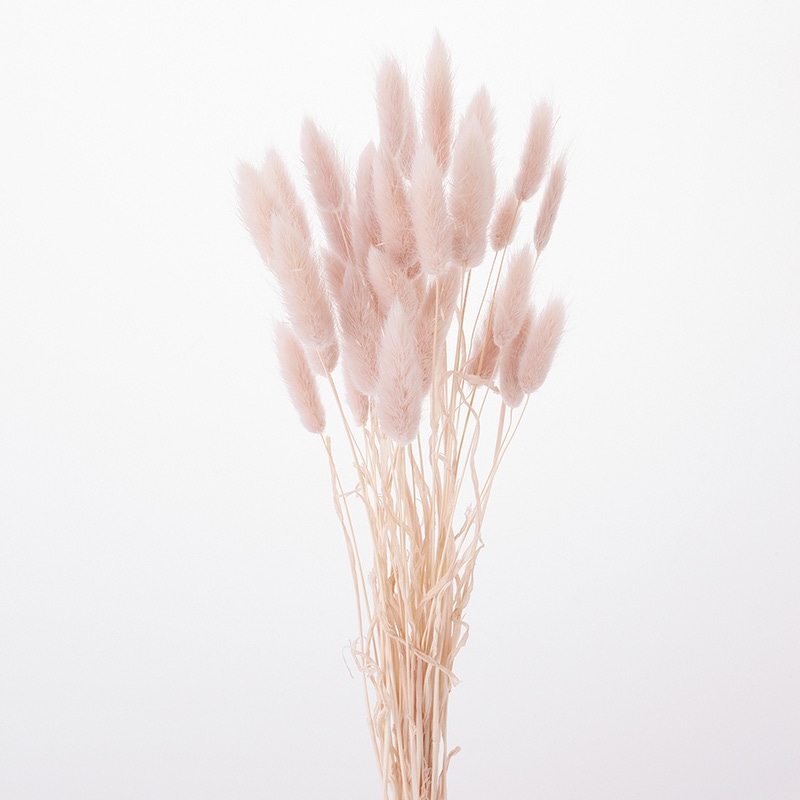 大地農園 カラードライフラワー ラグラス 42050-081 ピンクベージュ 1束(ご注文単位1束)【直送品】