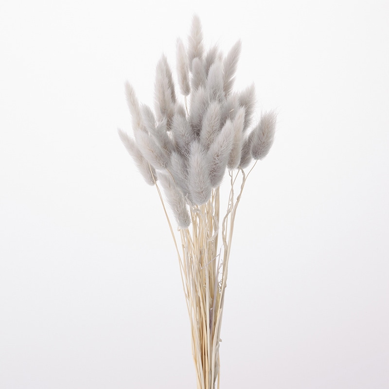 大地農園 カラードライフラワー ラグラス 42050-871 パールグレー 1束(ご注文単位1束)【直送品】