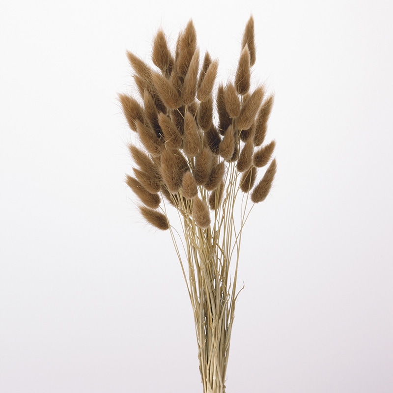 大地農園 カラードライフラワー ラグラス 42050-831 ブラウン 1束(ご注文単位1束)【直送品】