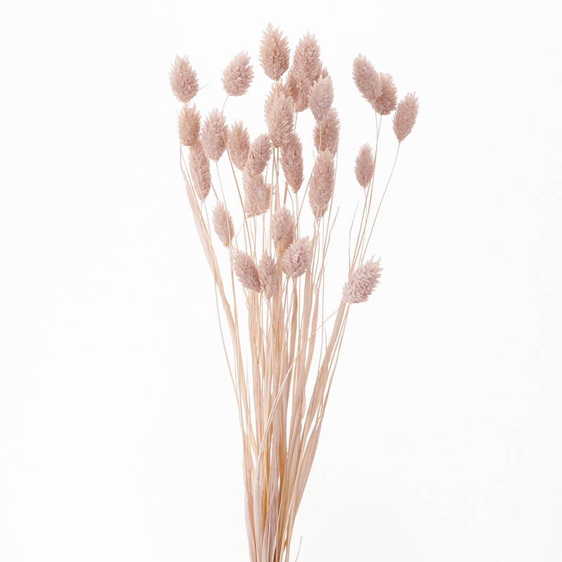 大地農園 カラードライフラワー ポアプランツ 42020-081 ピンクベージュ 1束(ご注文単位1束)【直送品】