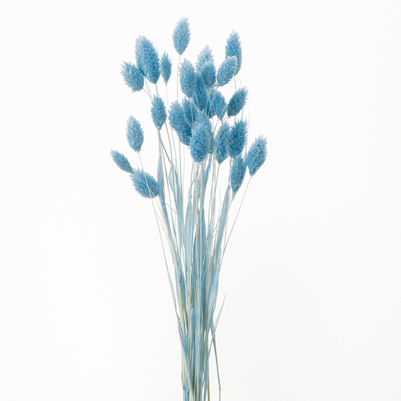 大地農園 カラードライフラワー ポアプランツ 42020-691 ウォーターブルー 1束(ご注文単位1束)【直送品】